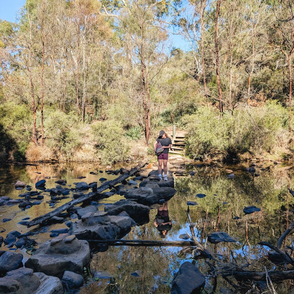 Person standing on rocks in a shallow river with dense eucalypt forest in Victoria.