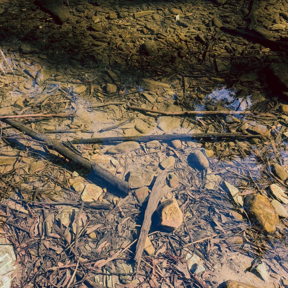 Rocky riverbed with exposed roots and stones in a gorge setting.