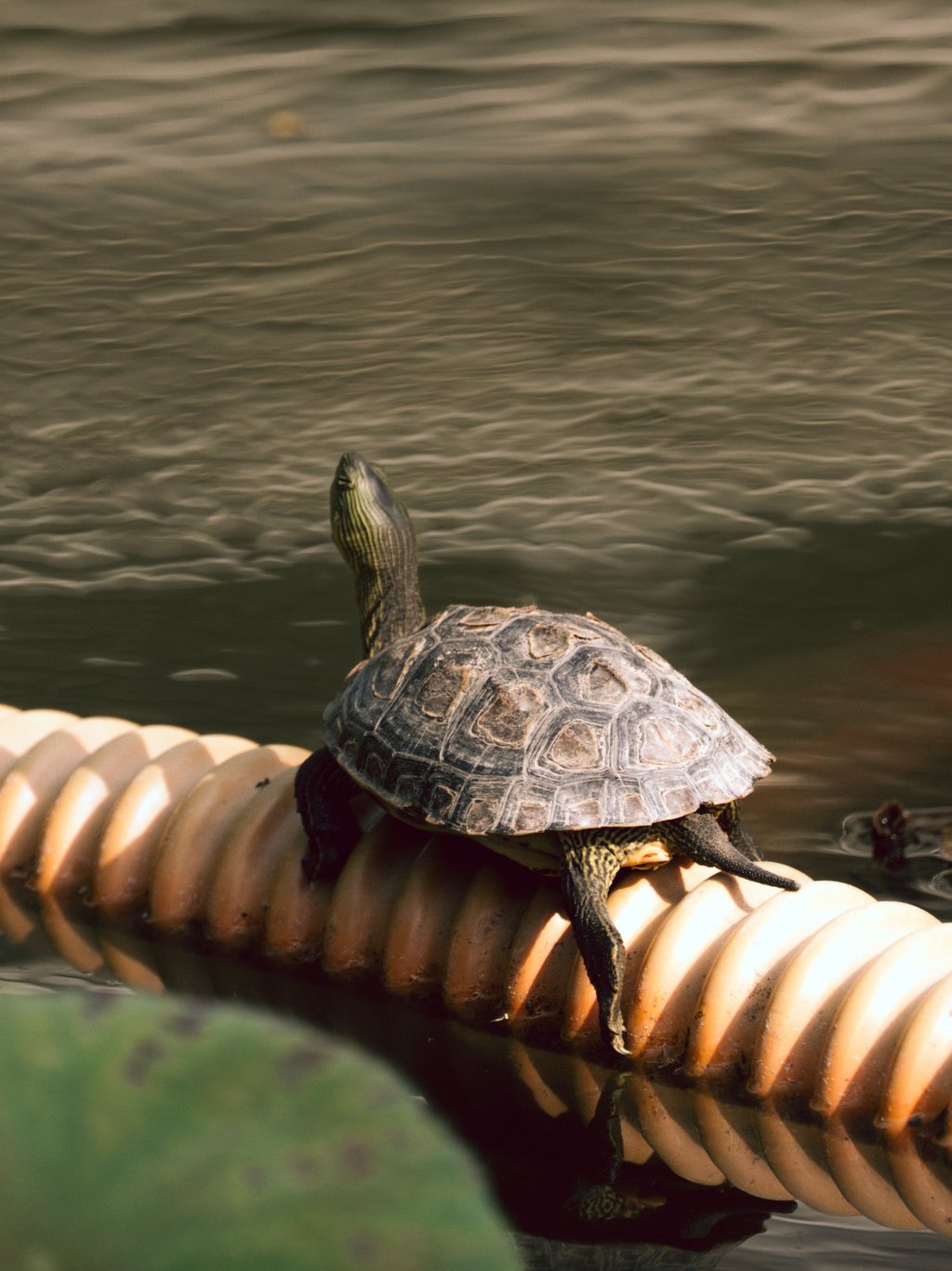 A small tortoise resting on a textured surface in calm water.