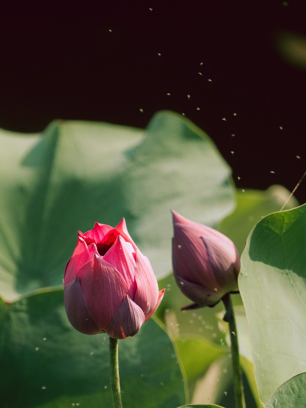 Close-up of vibrant pink lotus flowers with dewdrops on lush green leaves.