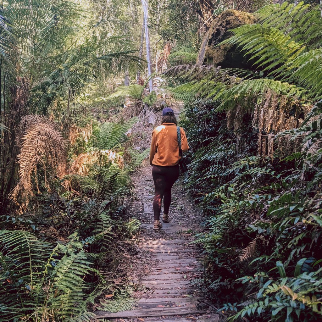 Walker on the forested boardwalk section of the Donaghys Hill track.