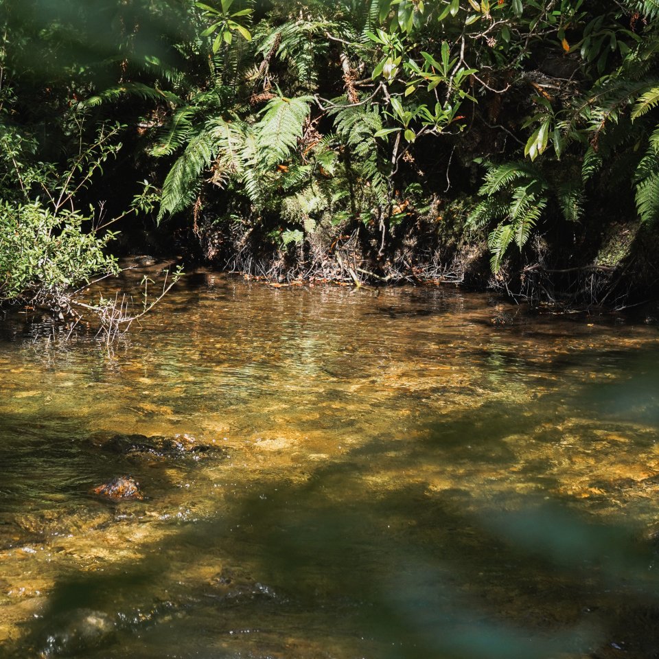 Sunlit stream flowing through a dense forest with green ferns