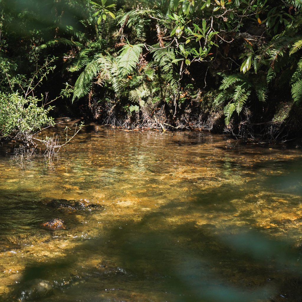 Sunlit stream flowing through a dense forest with green ferns