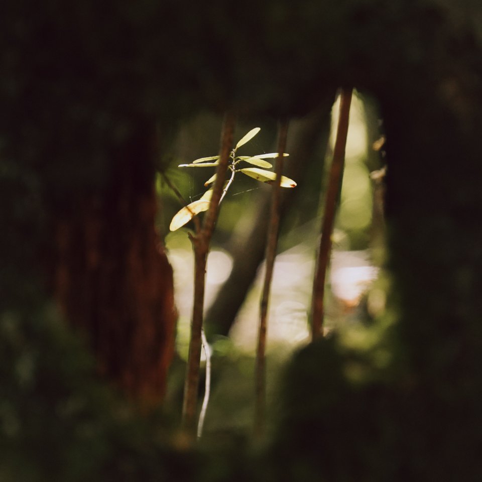 Small green leaves catching soft sunlight through a dark, textured opening in a forest tree trunk.