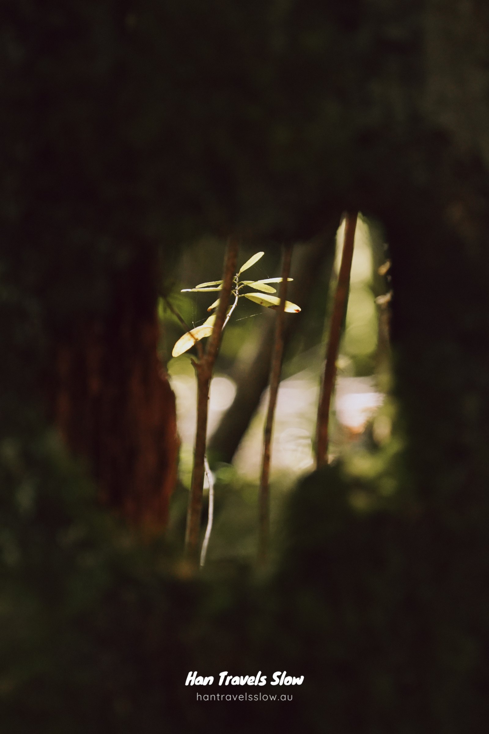 Franklin Nature Trail