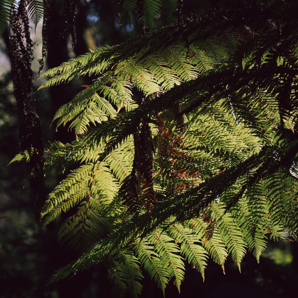 Close-up of bright green fern leaves in a dark forest