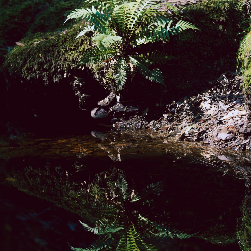 Waterfall flowing over mossy rocks in a dense rainforest