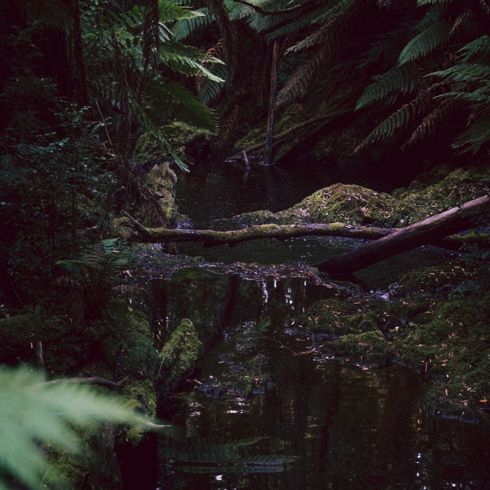Still pool reflecting the rainforest canopy near Hogarth Falls