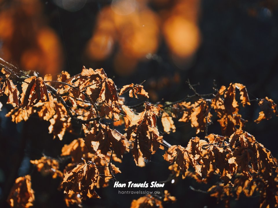 Golden autumn leaves glowing in the sunlight against a dark, shadowed forest background.
