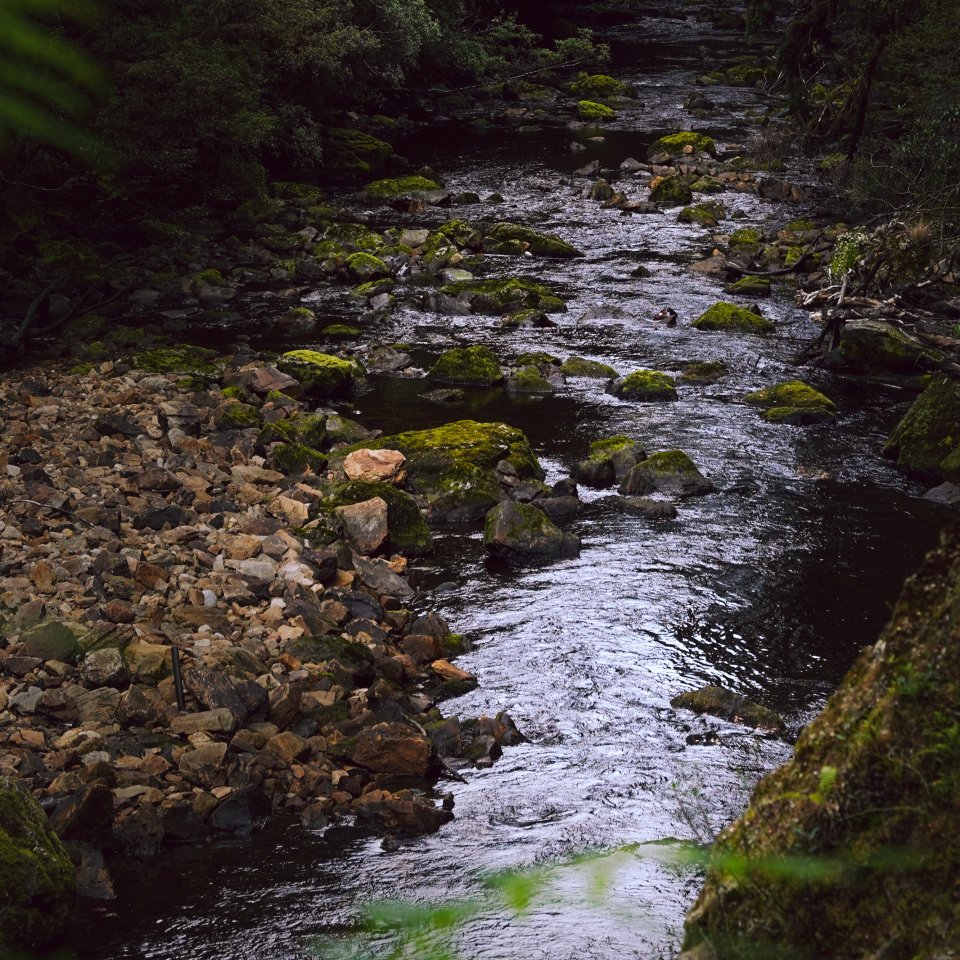 A dark, rocky stream flowing through a dense green forest with moss-covered stones along the water's edge.