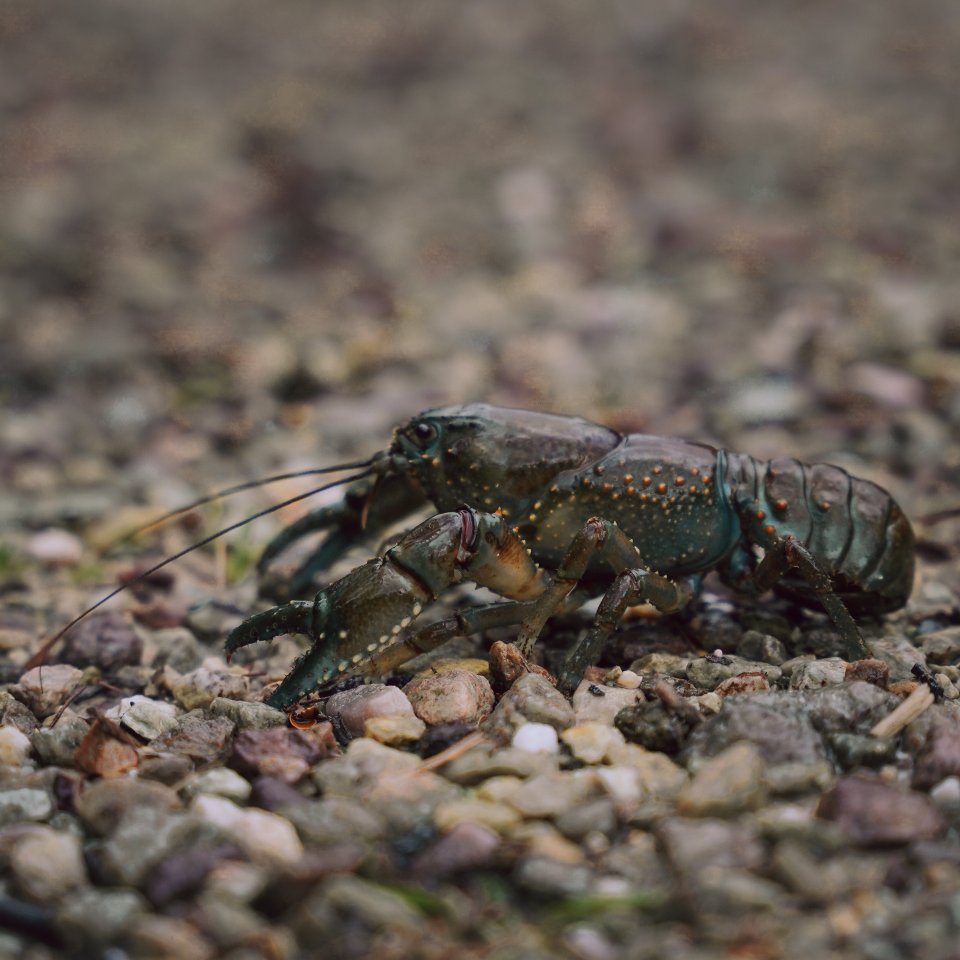 A dark green freshwater crayfish with orange spots crawling over a bed of grey and brown pebbles.