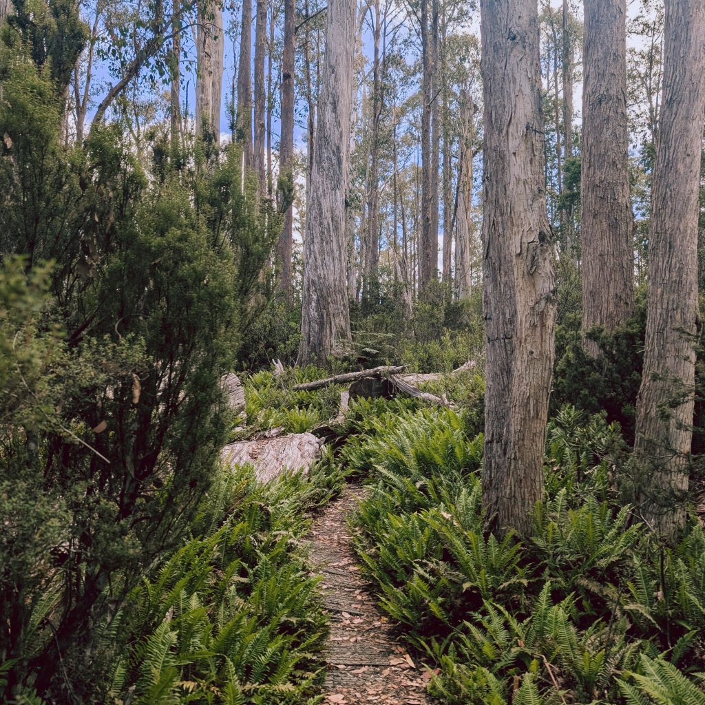 Narrow dirt trail through tall eucalypt forest and green ferns