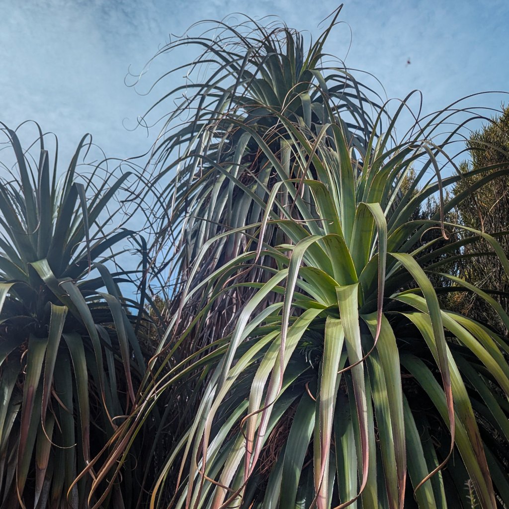 Long, curling leaves of Richea pandanifolia reaching toward a soft blue sky in the Tasmanian wilderness.
