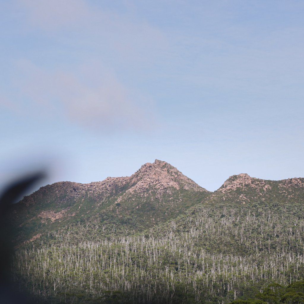 Rocky mountain peaks rising above a dense forest of white-trunked trees under a clear blue sky.