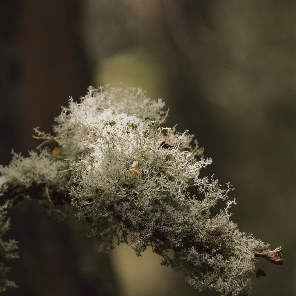 Delicate pale green lichen clinging to a dark tree branch in a soft, sunlit forest.
