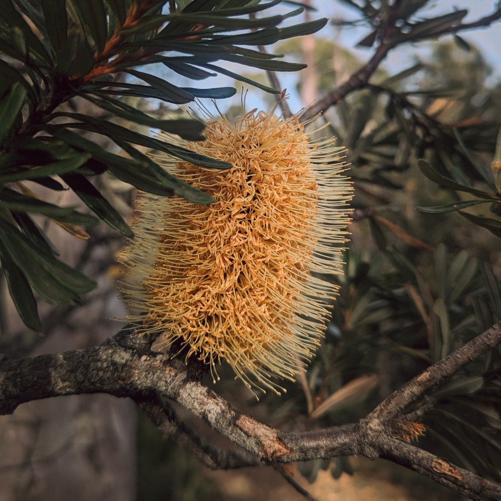 A golden banksia wildflower blooming on a textured branch surrounded by dark green serrated leaves.