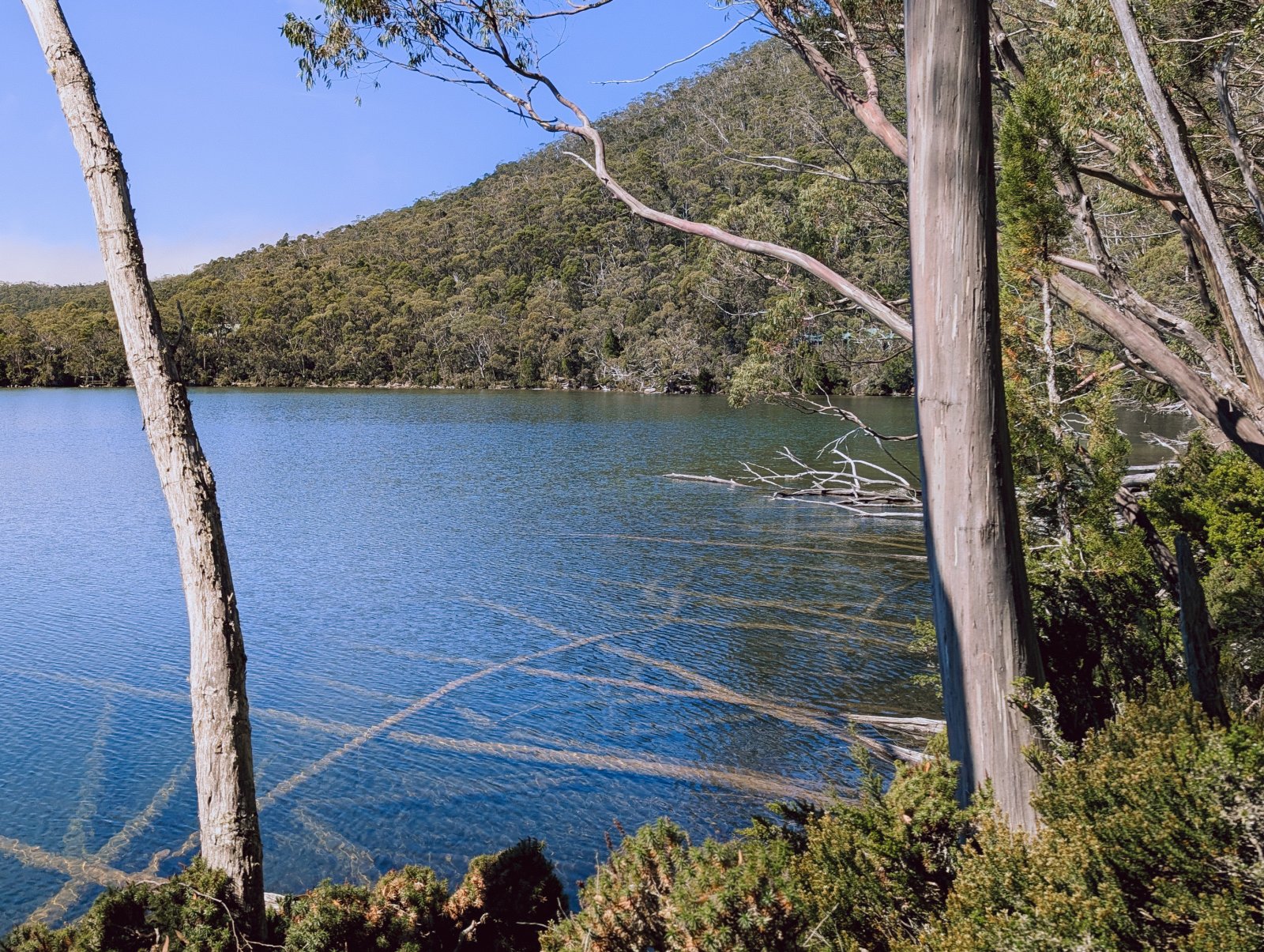 Pandani Grove Nature Walk
