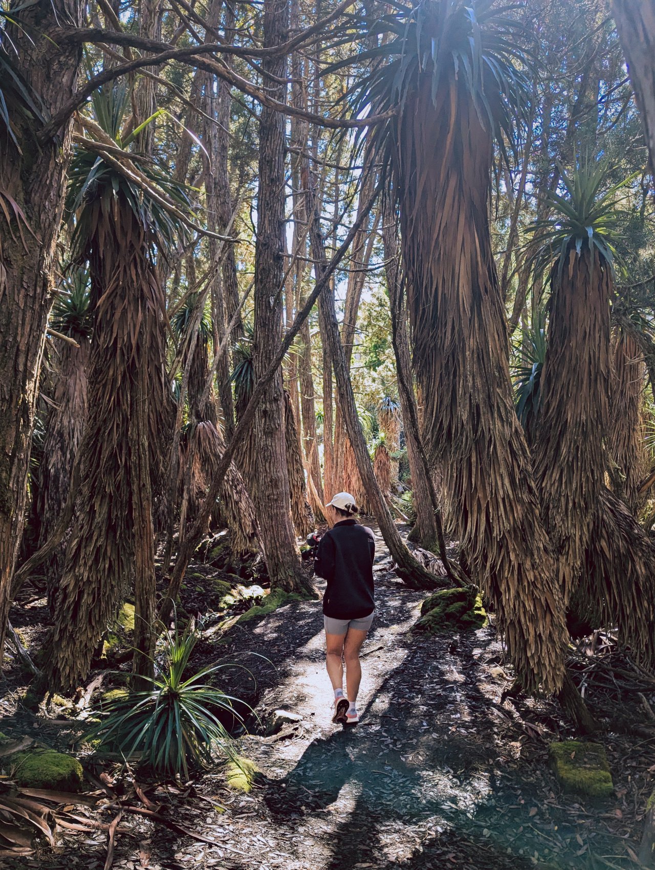 Pandani Grove Nature Walk