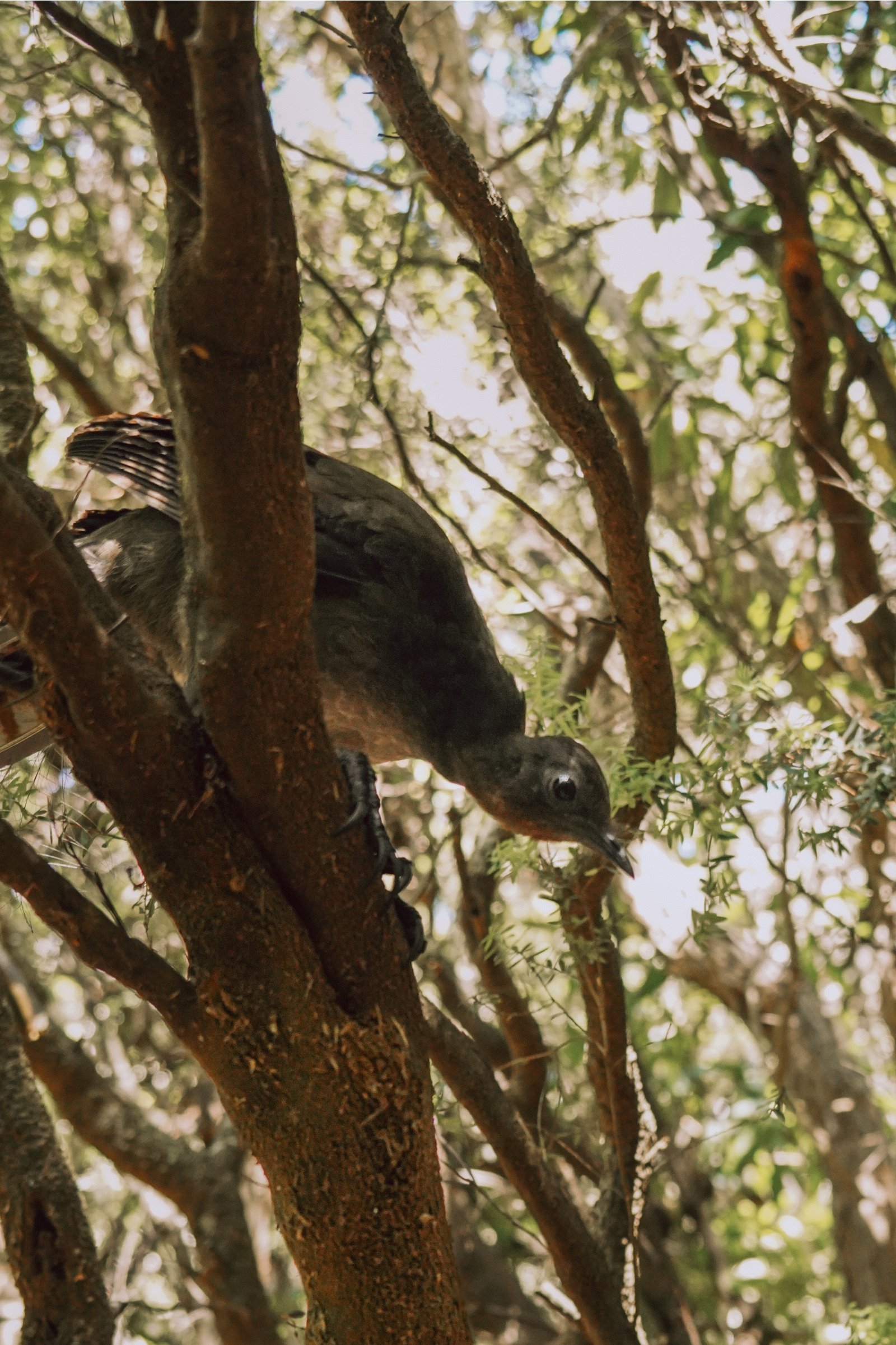 Tasmania is home to some pretty feral Australians