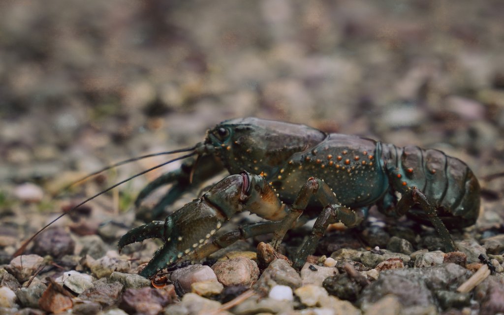 A local Tasmanian giant freshwater crayfish (Astacopsis gouldi), a native to north and western Tasmania