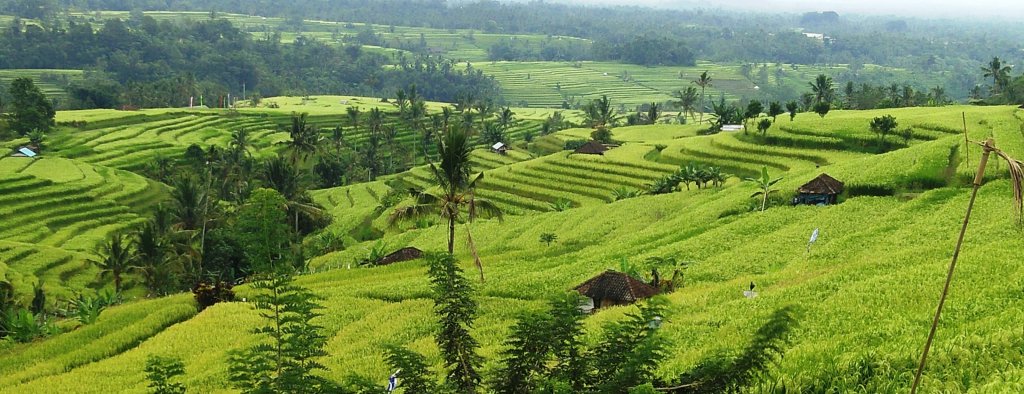 UNESCO-listed Jatiluwih rice terraces. The highlands are breathtaking but come with their own weather rules.
