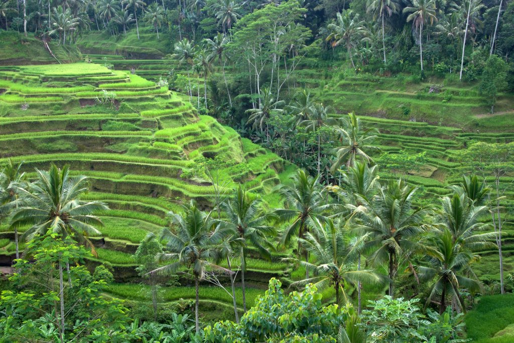 The rice terraces around Ubud. Greener and mistier than the coast &mdash; and noticeably cooler.
