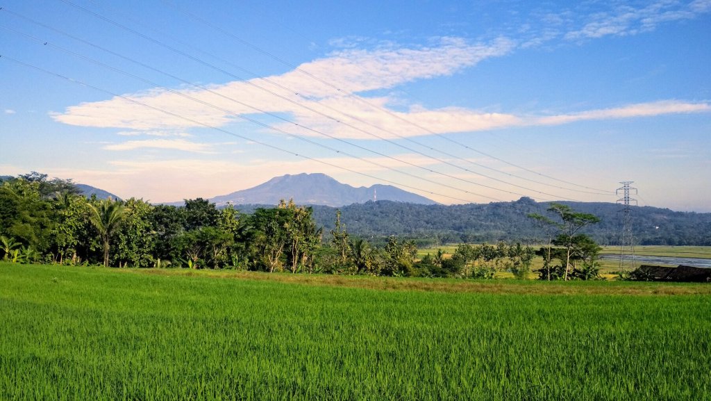 Green rice fields with Mount Ungaran in Central Java under a bright sky.