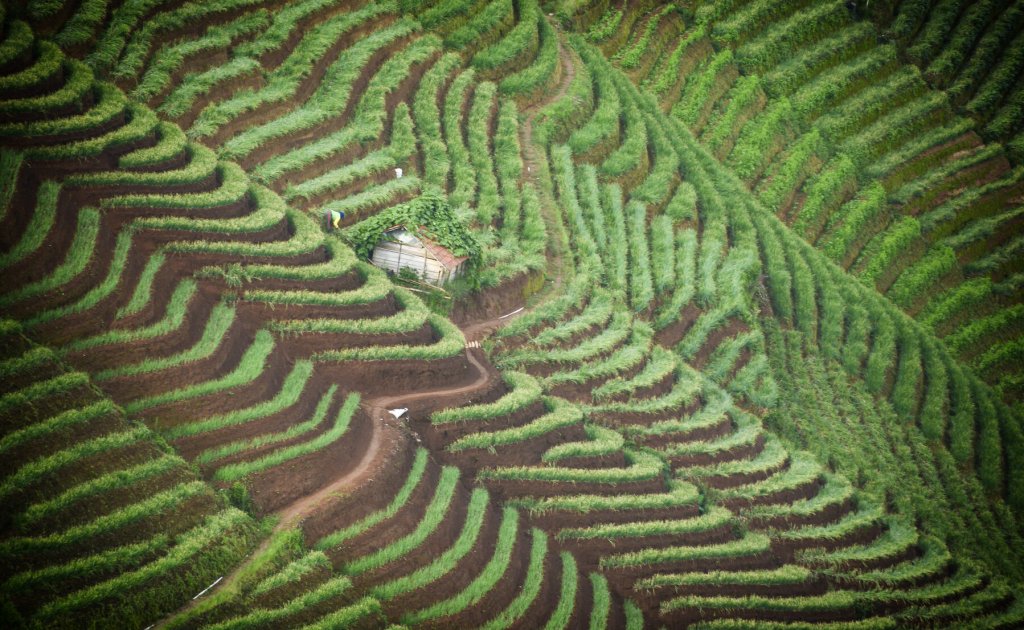Curving green terraces at Panyaweuyan in West Java.