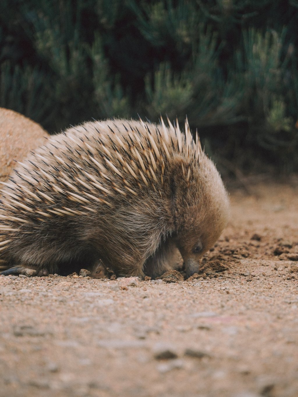 A spiny echidna foraging in the dirt beside a large rock on one of Tassie's 60 Great Short Walks.