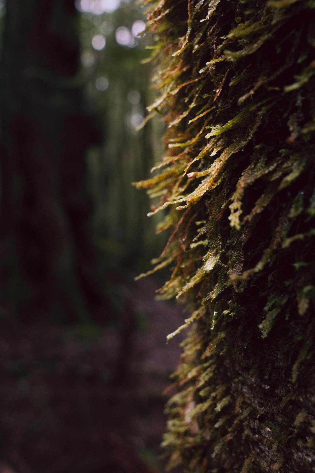 Arthur-Pieman Conservation Area